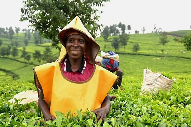 베로니카(42)가 세 아들의 생계를 책임지기 위해 르완다 룻지로 지역 차밭에서 차를 따는 모습. 하루 일당이 1600프랑, 우리 돈으로 1600원 정도다.