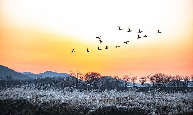 조류 인플루엔자(AI) 바이러스의 장거리 이동 핵심 매개는 철새다. 사진은 독자 이해를 돕기 위한 이미지. (사진 클립아트코리아)/뉴스펭귄