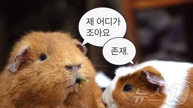 쿼카, 카피바라 등 해외 동물을 다룬 '무해한 여행' 시리즈(하나투어 제공)