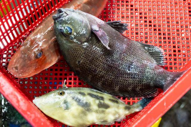 속초관광수산시장에서 구매한 말쥐치(아래), 벵에돔(오른쪽 위), 성대(왼쪽 위).