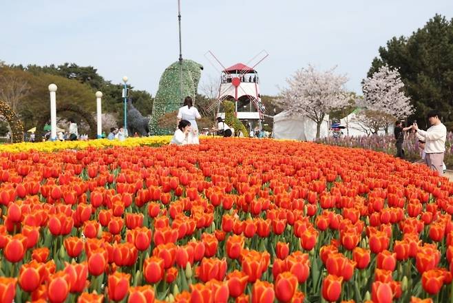 2024년 충남 태안에서 열린 세계튤립꽃박람회에서 형형색색의 튤립이 만개해 방문객들의 발길을 끌고 있다. 태안군 제공