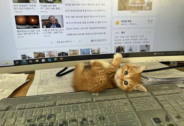 까꿍! 보호자 제공