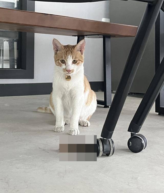 뽀야는 공장 고양이 시절 종종 새를 물어왔었답니다...! 보호자 제공