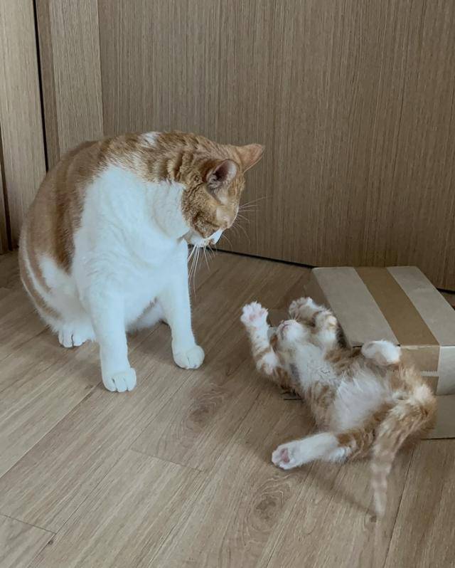 아깽이는 플러팅 중 보호자 제공