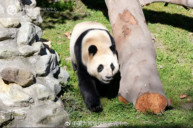 지난해 3월 25일 공개된 자이언트판다 푸바오의 모습. 워룽중화자이언트판다보호원 웨이보