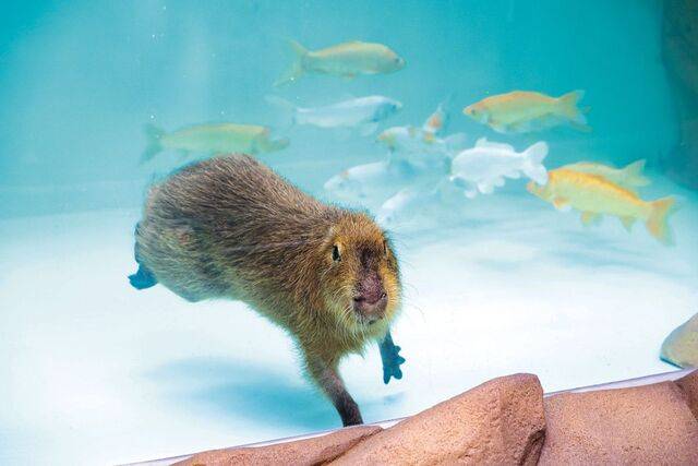 ‘커다란 덩치만큼 거대한 귀여움’으로 사랑받는 카피바라. 롯데월드 제공