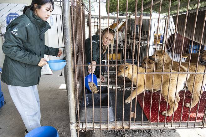 지난 20일 인천국제공항을 찾은 구조견.[한국 휴메인 월드 포 애니멀즈 제공]