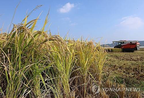 벼 [연합뉴스 자료사진]