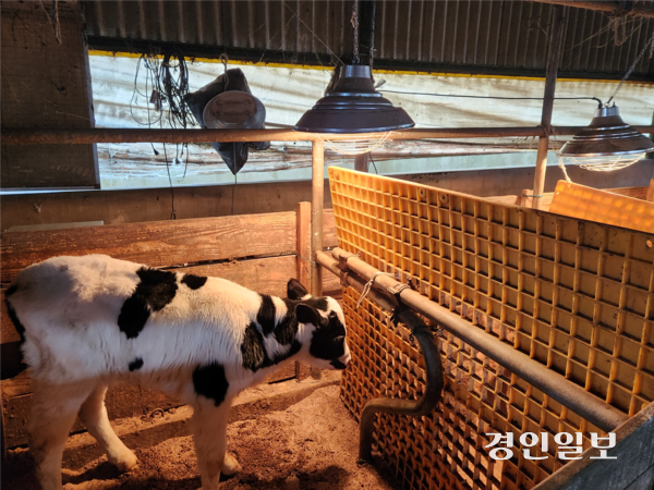 화성시 정남면의 한 축사에 있는 송아지가 보온등으로 체온을 유지하고 있다. 2026.1.23 /김형욱기자 uk@kyeongin.com