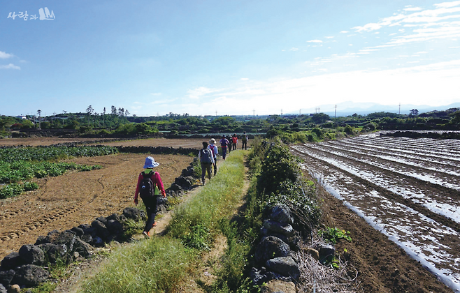 제주올레 트레일