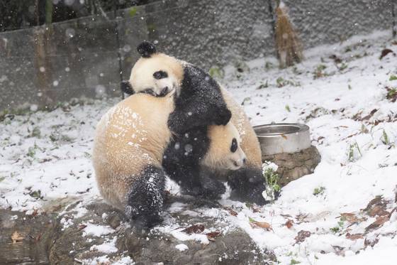 생애 첫눈을 맞고 있는 후이바오와 루이바오 〈사진=연합뉴스〉