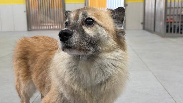 지난 14일 경기 남양주시에 위치한 동물자유연대 보호소 '온센터'에서 만난 개 '단호박'의 모습. 동그람이 정진욱