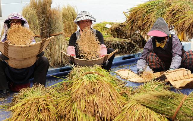지난해 9월 경기도 화성시 경기도농업기술원에서 관계자들이 수확한 연구용 벼를 탈곡한 후 불순물을 걸러내기 위해 키질을 하고 있다. 연합뉴스