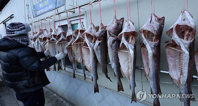 차가운 바닷바람에 말리는 대구 (강릉=연합뉴스) 유형재 기자 = 추운 날씨가 이어진 22일 강원 강릉시 강릉항 일원에서 한 어민이 차가운 바닷바람과 겨울 볕에 생선 대구를 말리고 있다. 2026.1.22 yoo21@yna.co.kr