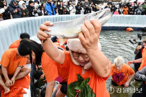 ◇화천산천어축제 맨손잡기 이벤트에 참여한 관광객들이 즐거운 시간을 보내고 있다.