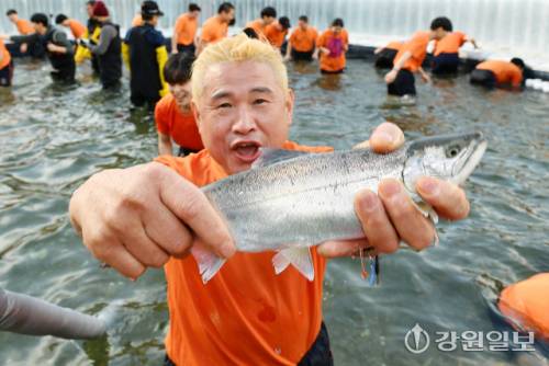 ◇화천산천어축제 맨손잡기 이벤트에 참여한 관광객들이 즐거운 시간을 보내고 있다.