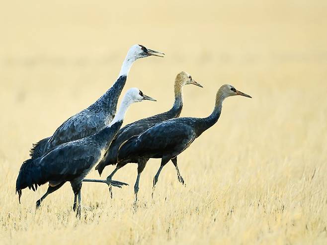 논에서 먹이를 먹는 흑두루미 가족. 머리가 갈색을 띠는 개체는 번식지에서 데려온 어린 흑두루미 유조다. 도성만 제공