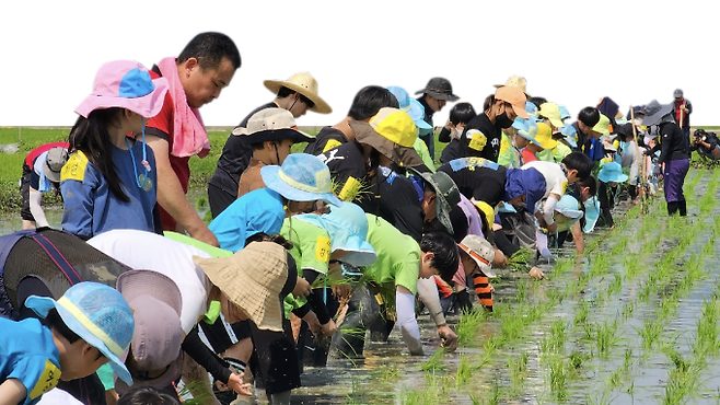 흑두루미를 위해 모내기를 하는 모습. 인안초등학교 제공