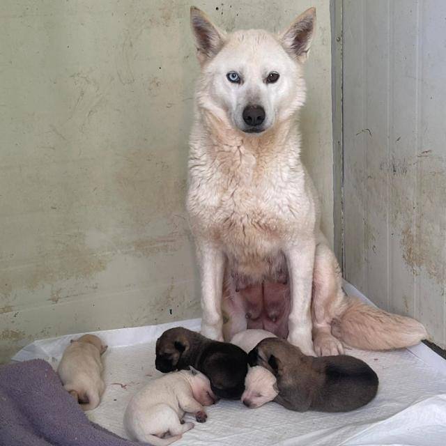 지난해 5월, 충북 청주의 개 농장에서 구조된 개 '스텔라'의 모습. 스텔라는 당시 다섯 마리 새끼를 출산했고 이로 인해 해외로 출국하는 기간이 뒤로 밀렸다. 스텔라는 다섯 마리 새끼들과 함께 지난 20일 캐나다 몬트리올에 위치한 휴메인 월드 포 애니멀즈 재활치료센터로 옮겨졌다. 한국 휴메인 월드 포 애니멀즈 제공