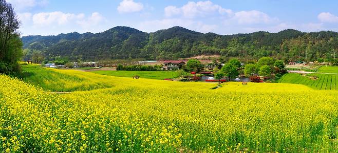 회룡포 봄꽃축제. 예천군 제공&nbsp;