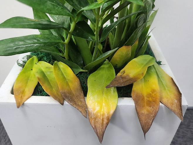 플랫폼 수수료와 배송비 구조로 인해 광고 이미지와 실제 상품 간 차이가 발생한다는 지적이 나온다. 독자 제공