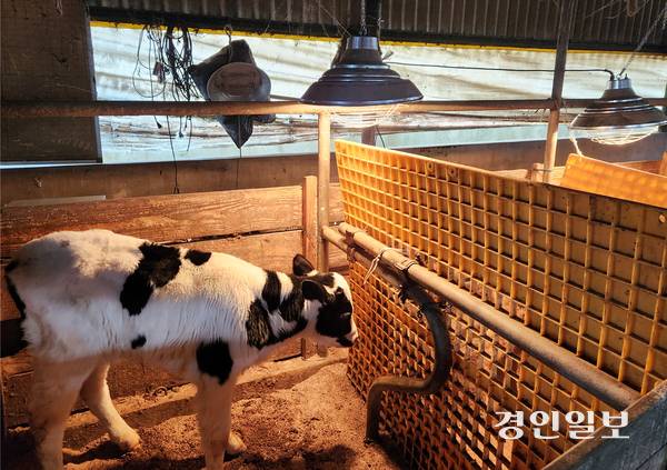 화성시 정남면의 한 축산 농가에서 송아지가 보온등을 통해 체온을 유지하고 있다. 2026.1.23 /김형욱기자 uk@kyeongin.com