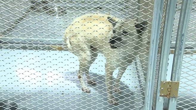 유기동물 보호소. 연합뉴스 자료사진(해당 기사와 관련 없음)