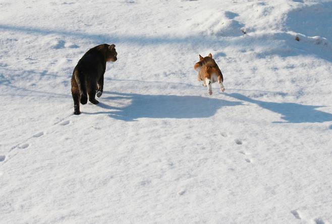 첫눈이 내린 올겨울의 어느 날 창고살이 고양이들이 눈 구경에 나섰다. ⓒ이용한 제공
