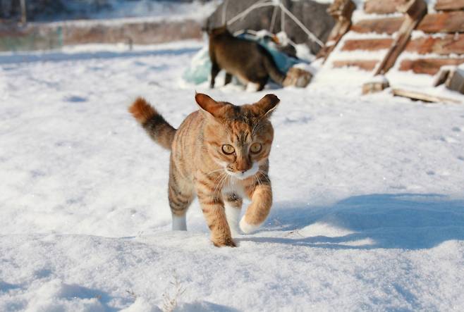 태어나서 처음으로 눈밭을 밟아본 아기 고양이 람지는 흥분을 감추지 못했다. ⓒ이용한 제공