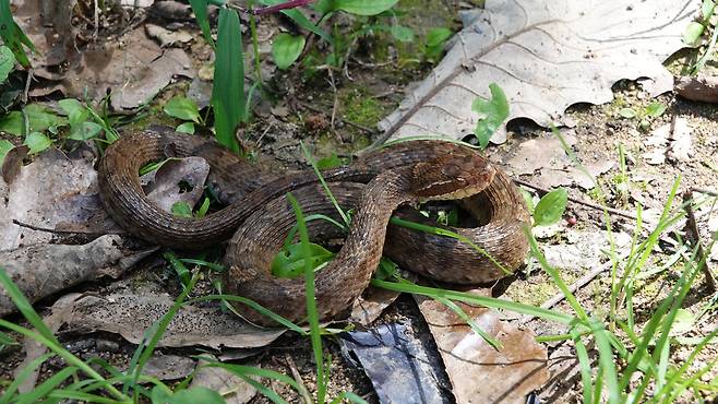 백령도 연화리 산지에서 발견된 백령쇠살모사. <기후에너지환경부 제공>