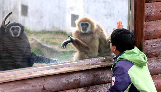 2024년 부산 부산진구 초읍동 삼정더파크에서 사육사가 흰손긴팔원숭이를 살펴보고 있다. 정종회 기자 jjh@