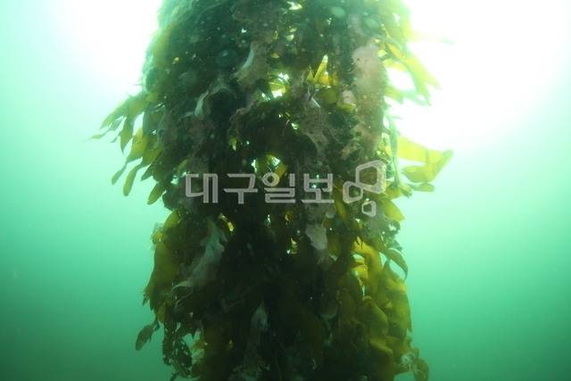 포항시 호미곶면 강사리 해역에서 '복합 저연승' 방식을 적용한 바다숲 조성사업이 효과를 거둬 인공구조물에 해조류가 대량 번식하고 있다. 해양특별취재팀