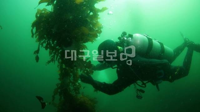 본보 해양특별취재팀이 경북 포항시 호미곶면 강사리 해역에서 풍성하게 자라난 해조류 군락을 살피고 있다. 해양특별취재팀