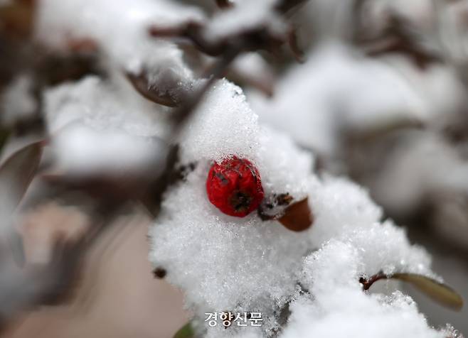 눈의 흔적. 2026.1.26. 정지윤 선임기자