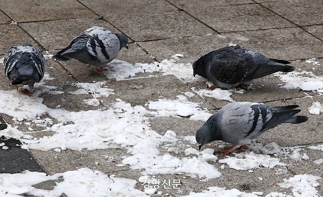 눈을 쪼아 먹으며 수분을 섭취하는 비둘기들. 2026.1.26. 정지윤 선임기자