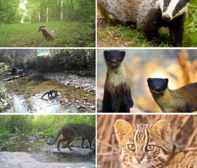 지난해 봄 대형산불 피해(아래 사진)를 입고 자연복원이 진행 중인 경북 의성 고운사 사찰림에 멸종위기종을 포함한 야생동물들이 대거 돌아온 것으로 확인됐다. 왼쪽부터 지난해 8월22일 관찰된 오소리, 9월12일 관찰된 멸종위기종 담비, 10월1일 관찰된 삵. 한상훈 한반도야생동물연구소장 제공