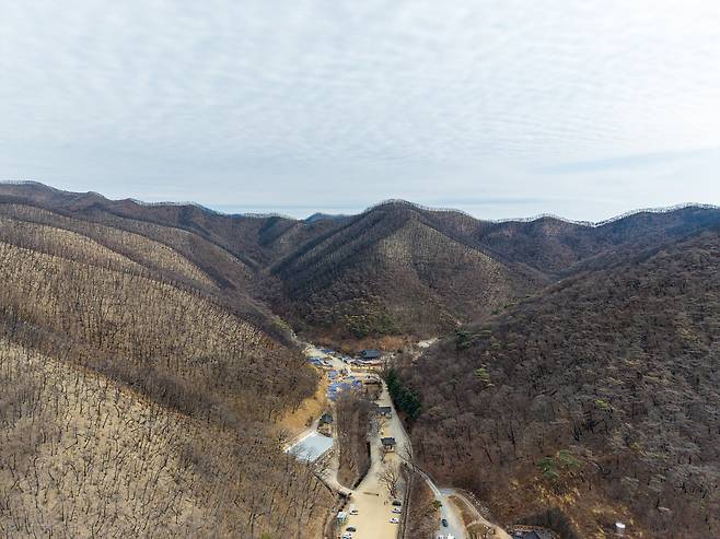 자연복원이 진행 중인 고운사 사찰림 전경. 그린피스 제공