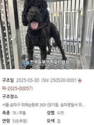 시 위탁 보호소에 입소 당시 두유의 모습(사진 동물보호관리시스템 홈페이지) ⓒ 뉴스1