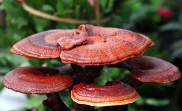 영지 버섯. [사진=픽사베이]