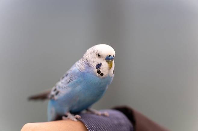 보고 있으면 집에 데려가고 싶어지는 사랑앵무새, 체험장에서 분양과 사육 정보도 얻는다(사진=이효태)