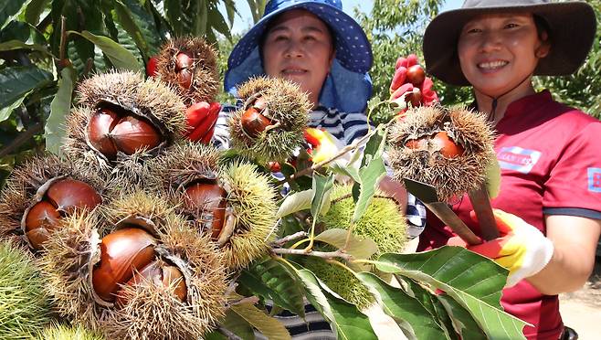 충남 공주 반포면 말재농원에서 농장주가 햇밤을 수확하고 있다. /뉴스1