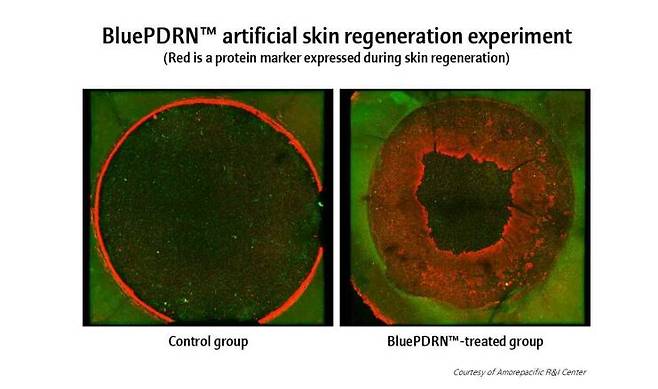 아모레퍼시픽이 개발한 식물성 PDRN의 피부 재생 효과. /해양수산부 제공