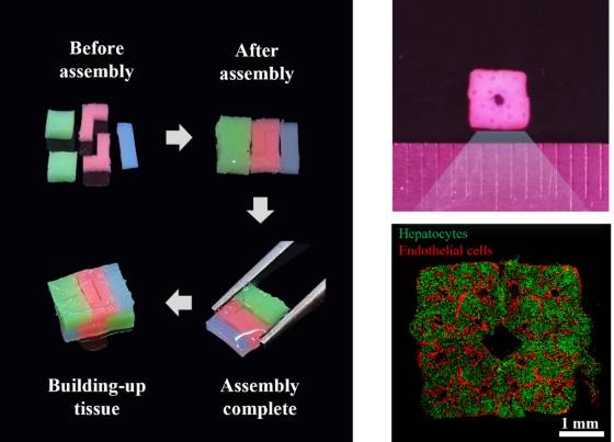 3D 바이오프린팅된 세포 블록의 조립 개념 및 이를 활용해 형성한 '혈관망을 포함하는 간 조직' 이미지 /사진=티앤알바이오팹
