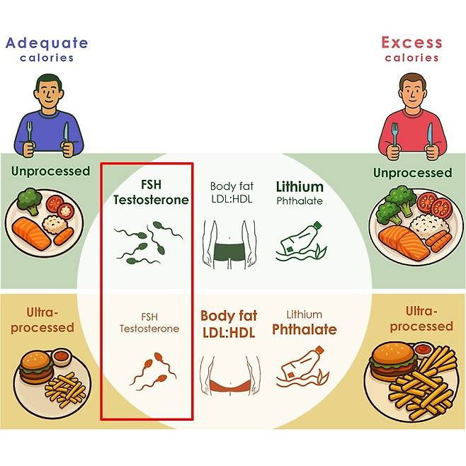 초가공식품 섭취가 남성 생식 기능 저하를 유발할 수 있다는 논문 그래픽 [Cell Metabolism]