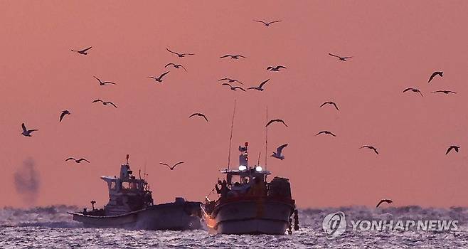 만선 반기는 갈매기 [연합뉴스 자료사진]