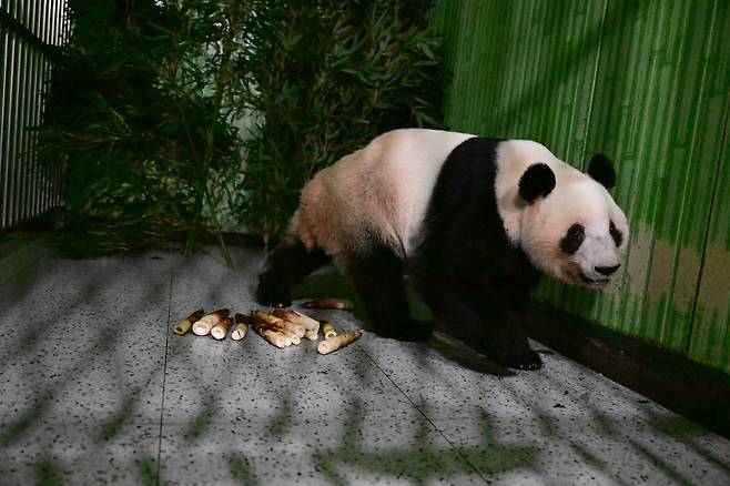 일본에서 중국으로 돌아온 자이언트판다 레이레이. [신화]