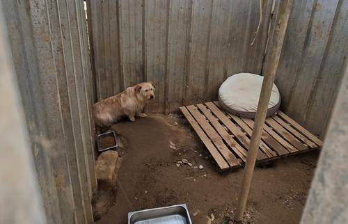 유기동물 보호소 [더가치할개 제공. 재판매 및 DB 금지]