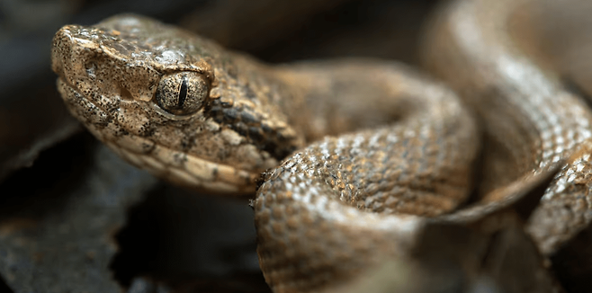 세인트루시아 창머리뱀은 현재 국제자연보전연맹(IUCN) 멸종위기종(Endangered)으로 분류됐고 섬의 일부 지역에만 서식하고 있다. (사진 Jeremy Holden / Fauna & Flora)