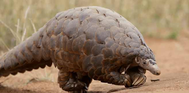 템민크 천산갑(학명 Smutsia temminckii)은 비늘로 덮인 포유류다. (사진&nbsp;David Brossard / flickr / Fauna&Flora)