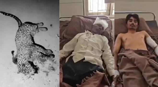 자신과 아들을 공격하는 표범을 죽인 아버지와 아들, 그리고 표범의 사체(NDTV 갈무리)